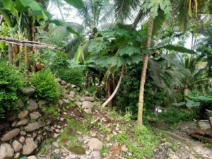 cara merawat tanah dekat pemukiman