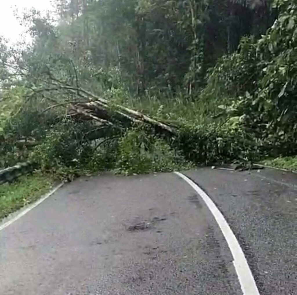 Pohon Tumbang di Belik Pemalang